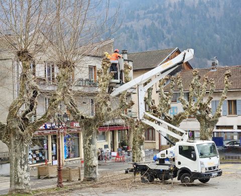 Coupe des platanes